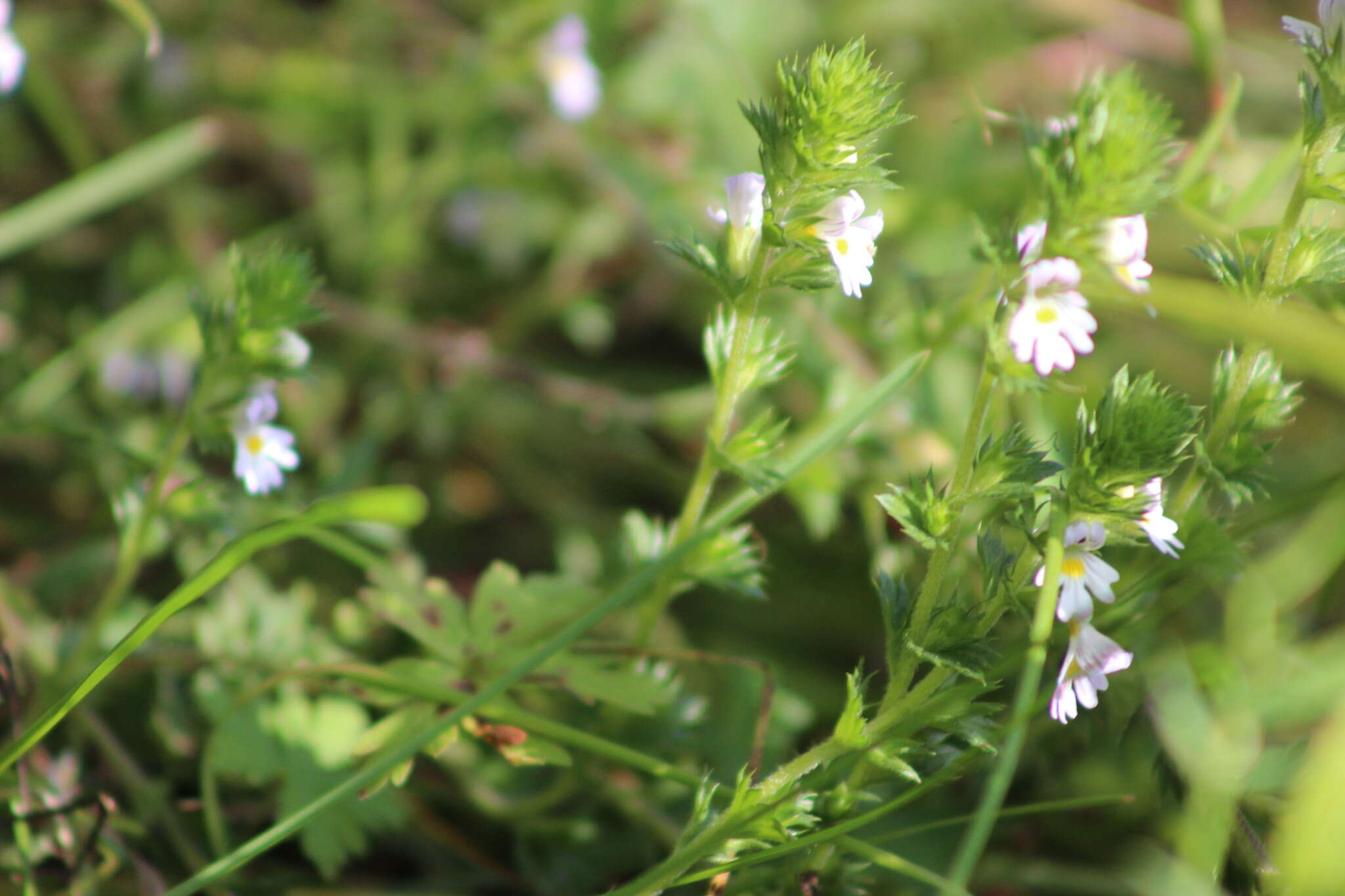 Image de Euphrasia vernalis List