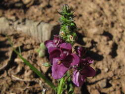 Image of Diascia parviflora Benth.