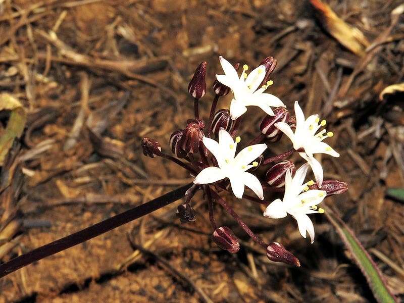 Image of Fusifilum depressum (Baker) U. Müll.-Doblies, J. S. Tang & D. Müll.-Doblies