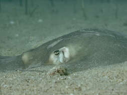 Image of Diamond Stingray