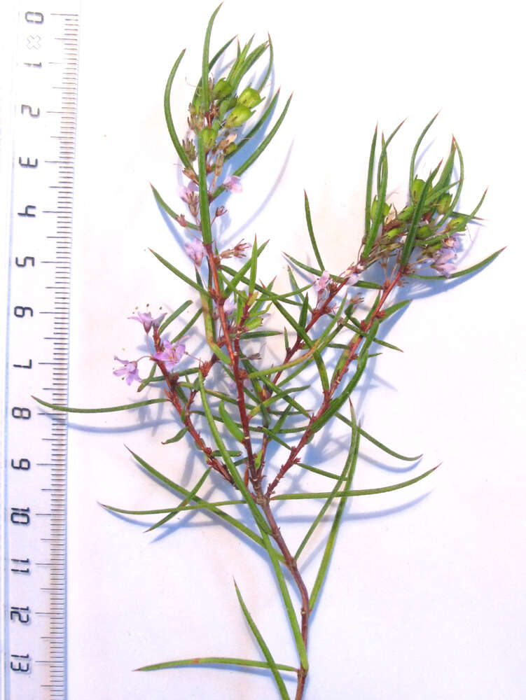 Image of Agathosma pungens (E. Mey. ex Sond.) Pillans