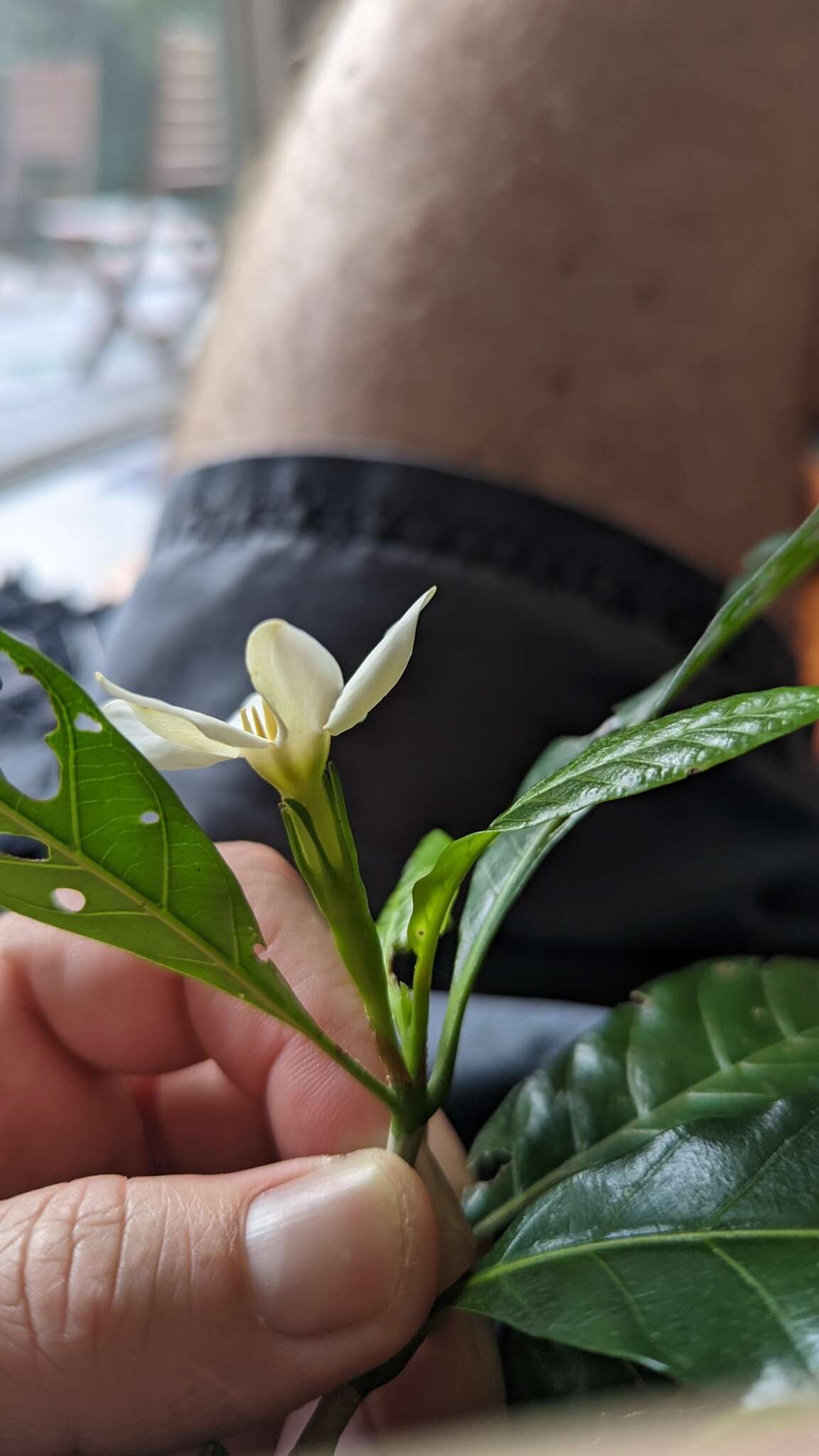 Image of Gardenia ovularis F. M. Bailey