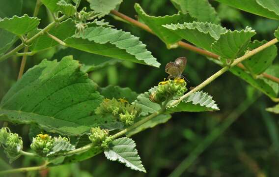 Image of Waltheria ovata Cav.