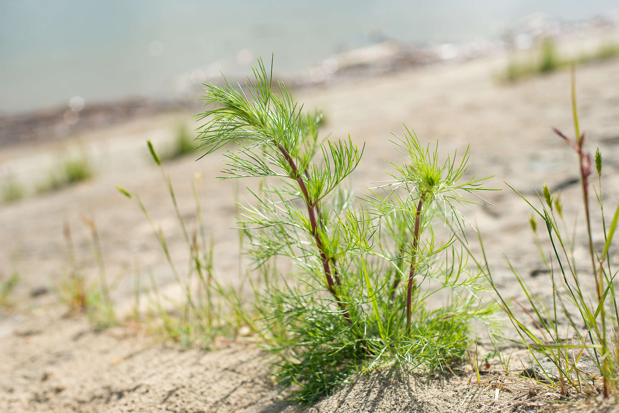 Image de Artemisia pubescens Ledeb.