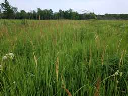 Image of Calamagrostis canadensis (Michx.) P. Beauv.