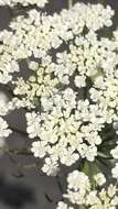 Image of Ammi majus L.