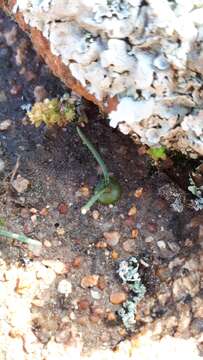 Image of Ornithogalum rupestre L. fil.