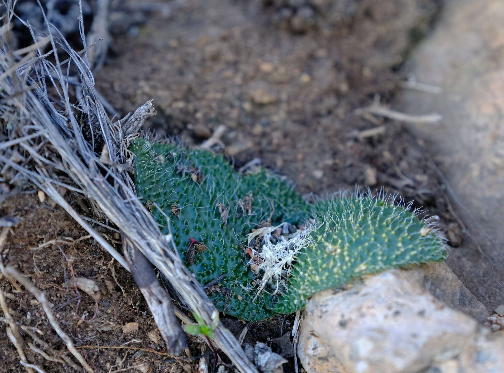 Слика од Massonia pygmaea subsp. kamiesbergensis U. Müll.-Doblies & D. Müll.-Doblies