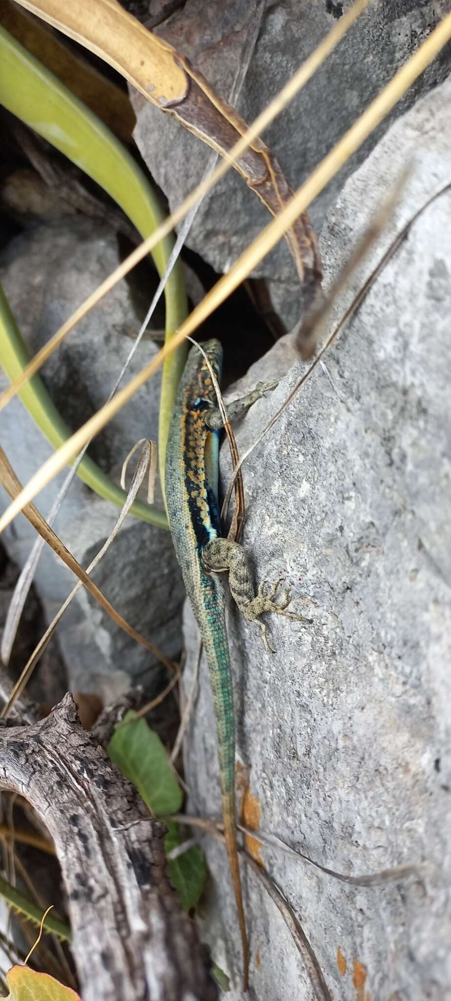 Sceloporus couchii Baird 1859的圖片