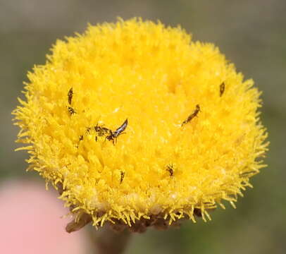 Sivun Nidorella podocephala (DC.) J. C. Manning & Goldblatt kuva