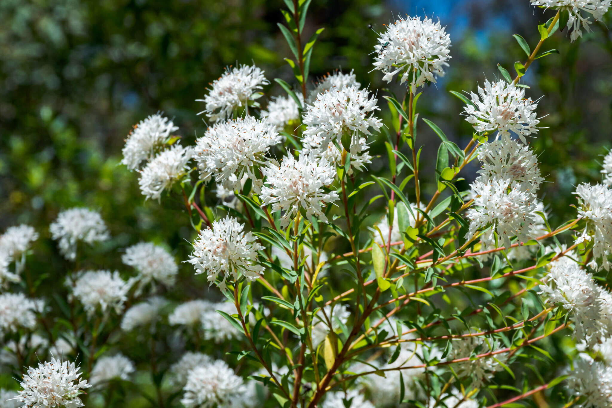 Image of Pimelea sylvestris R. Br.