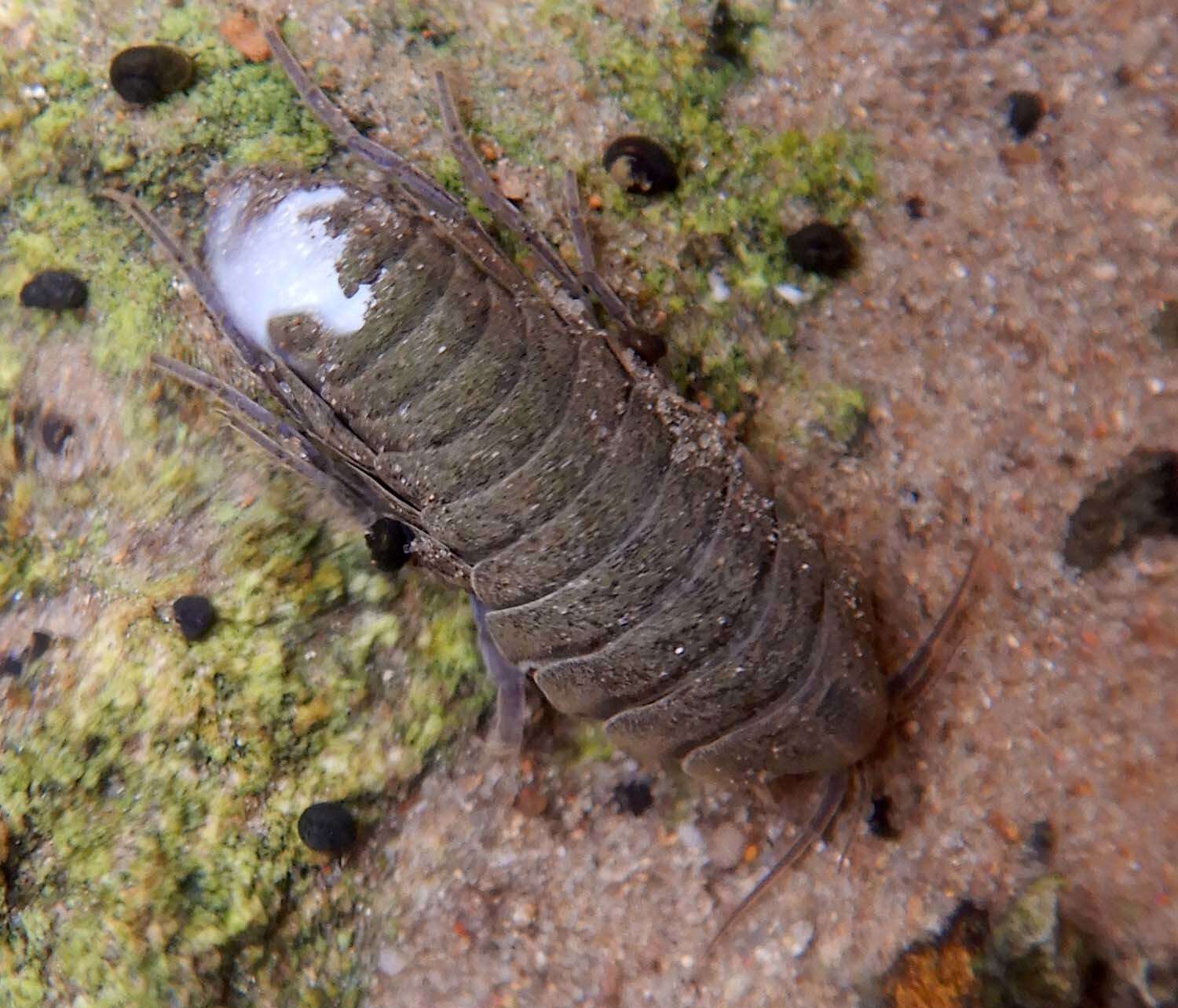 Image of Phreatomerus latipes (Chilton 1922)