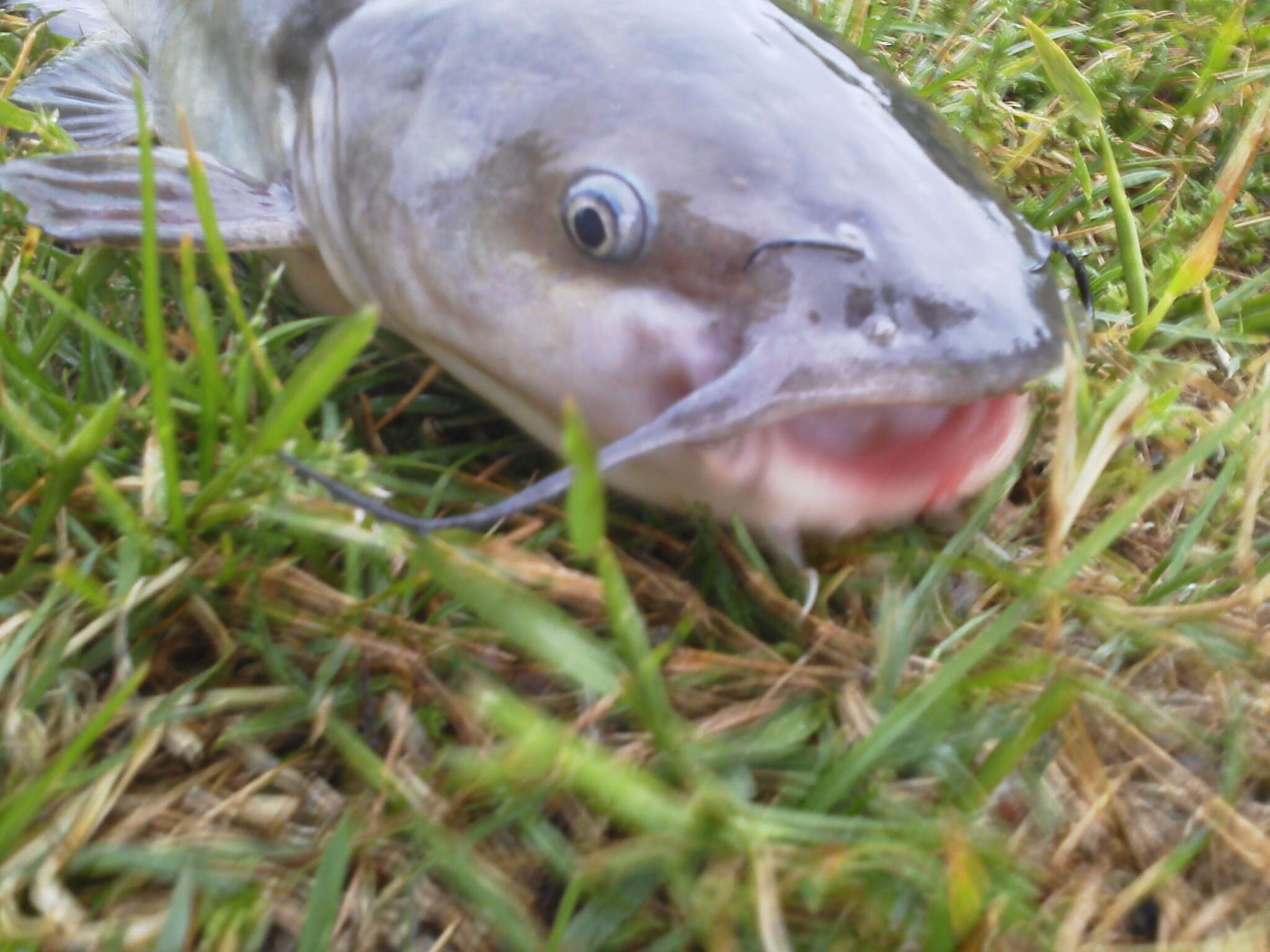 Image of White catfish