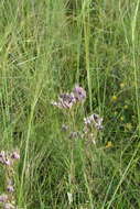 Image of Jurinea multiflora (L.) B. Fedtsch.