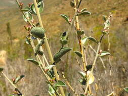 Image of Podalyria burchellii DC.