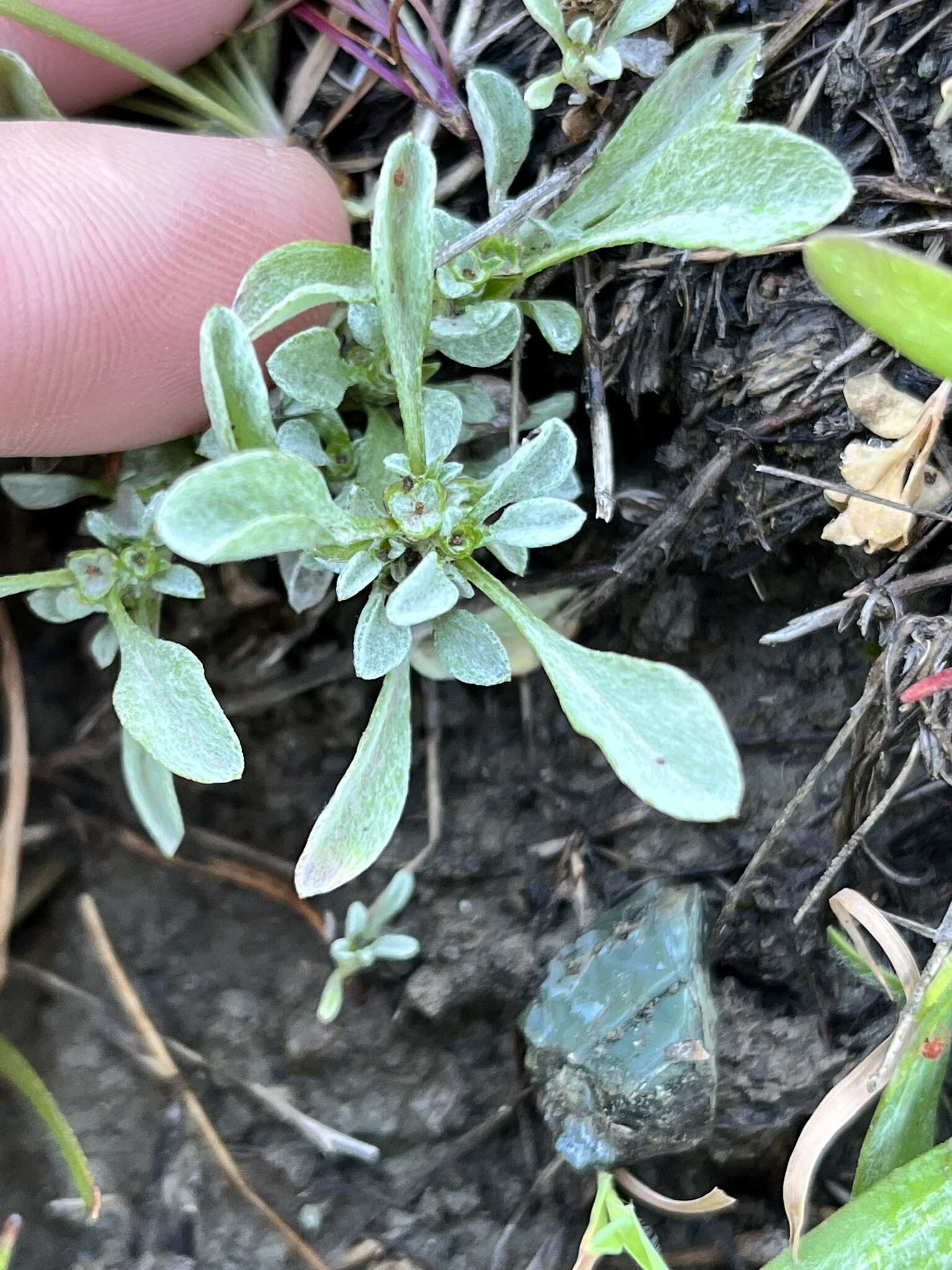 Image of Erect Pygmy-Cudweed