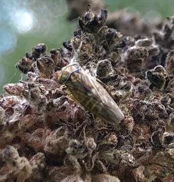 Image of Leafhopper