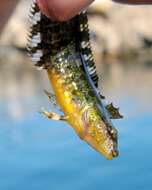 Image of Striped Kelpfish