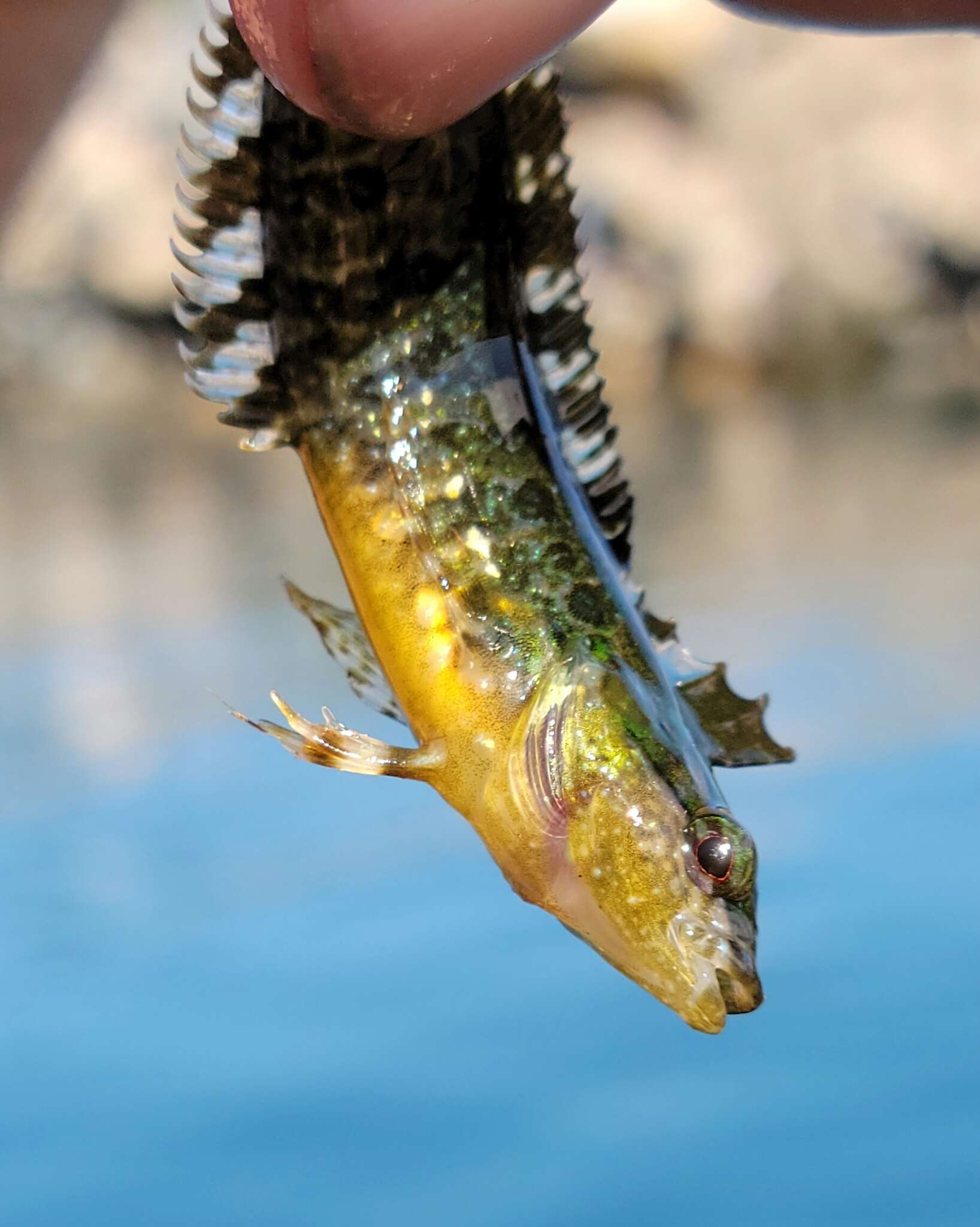 Image of Striped Kelpfish