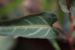 صورة Fallopia multiflora (Thunb.) K. Haraldson