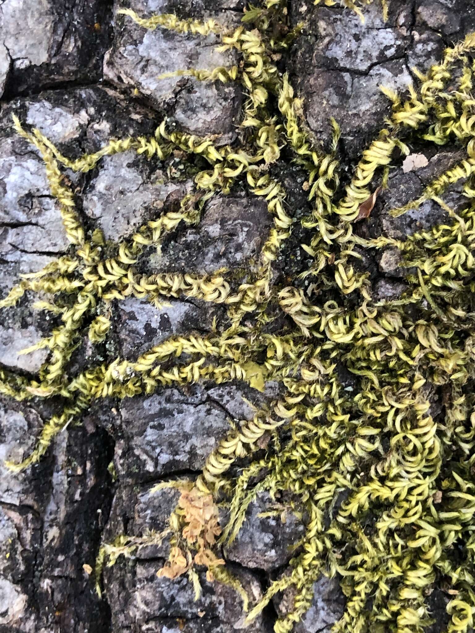 Image of Nuttall's homalothecium moss