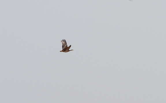 Image of Arabian Bustard