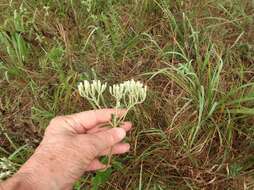 Eupatorium sullivaniae E. E. Schill.的圖片