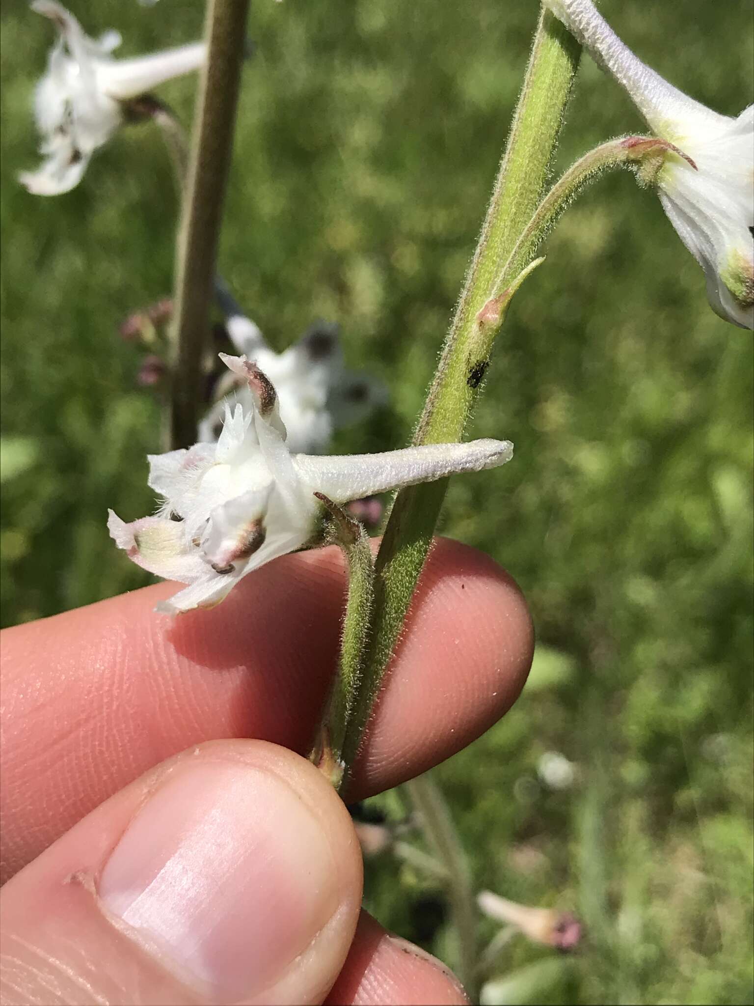 Delphinium carolinianum subsp. calciphilum M. J. Warnock的圖片