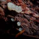 Imagem de Ceratiomyxa morchella