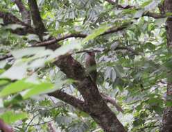 Image of Japanese Green Woodpecker