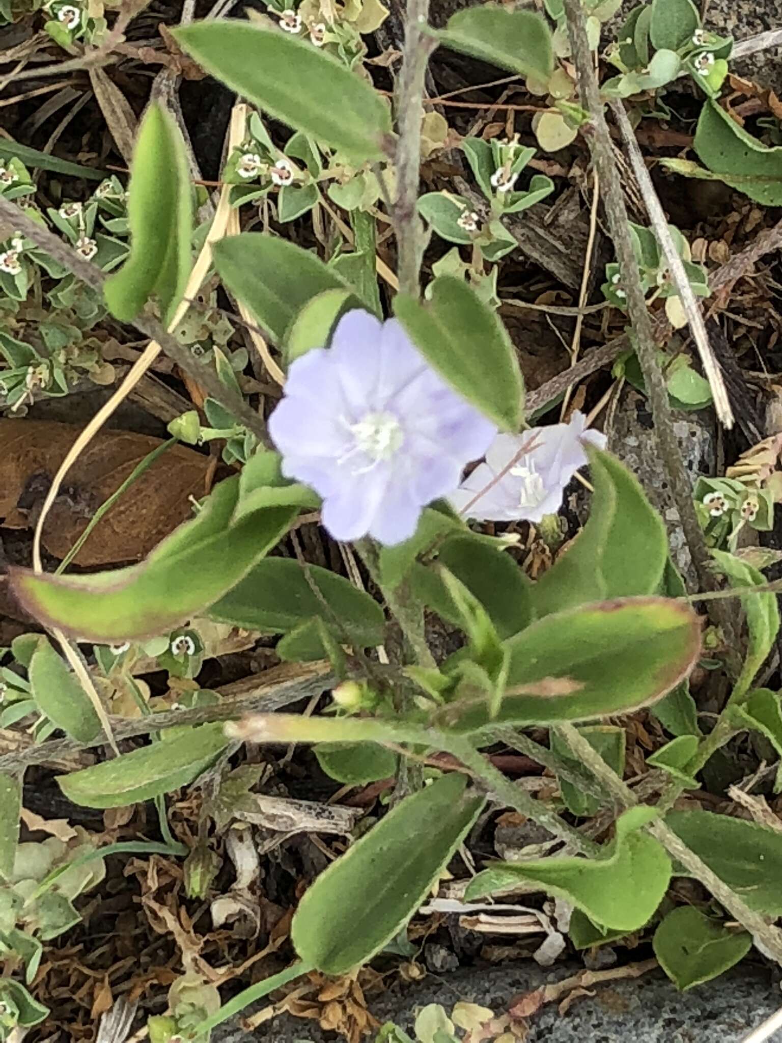 Image of Dwarf Bindweed