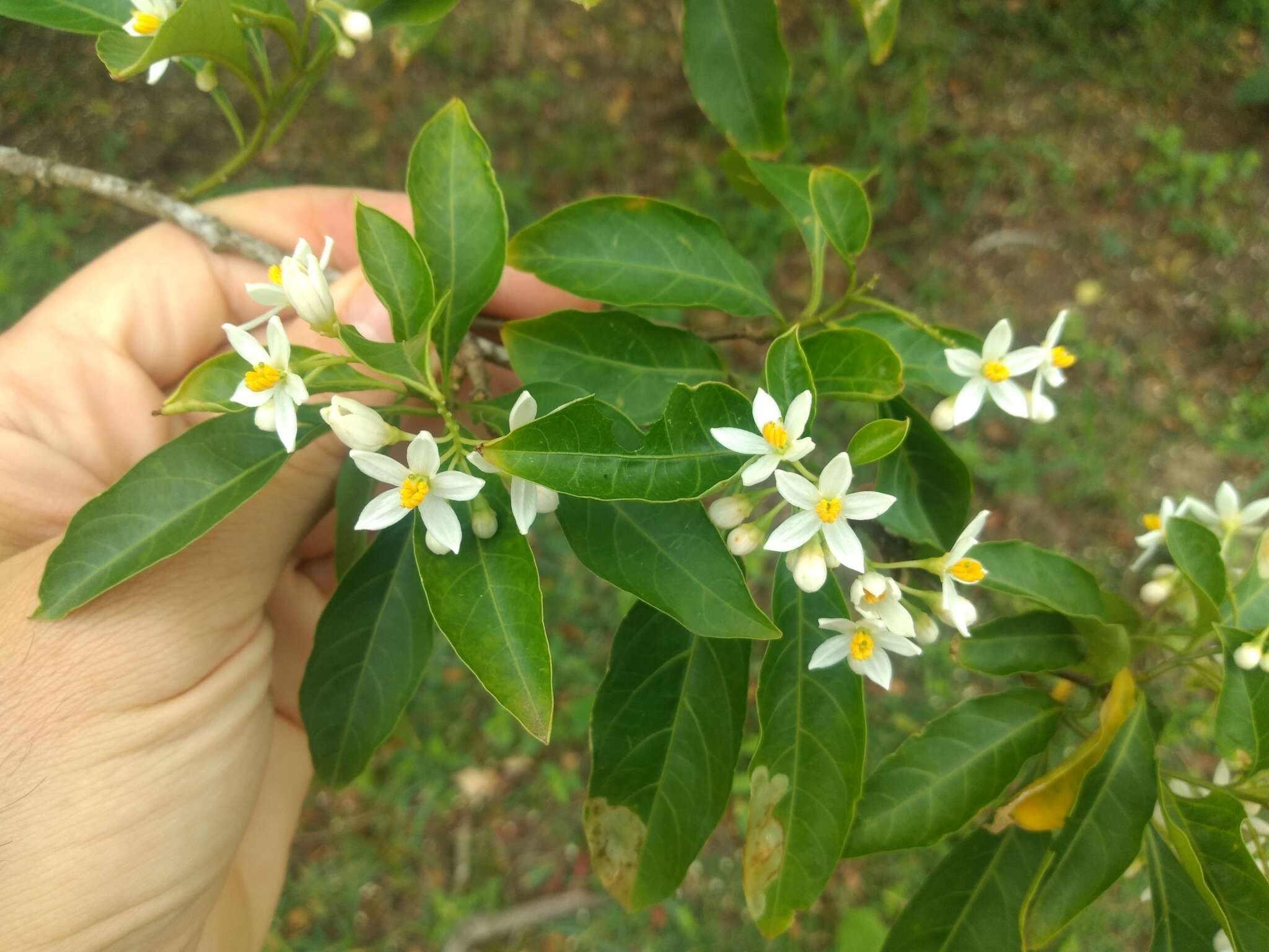 Imagem de Solanum pseudoquina A. St.-Hil.