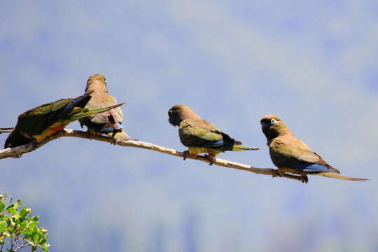 صورة Cyanoliseus patagonus bloxami Olson 1995