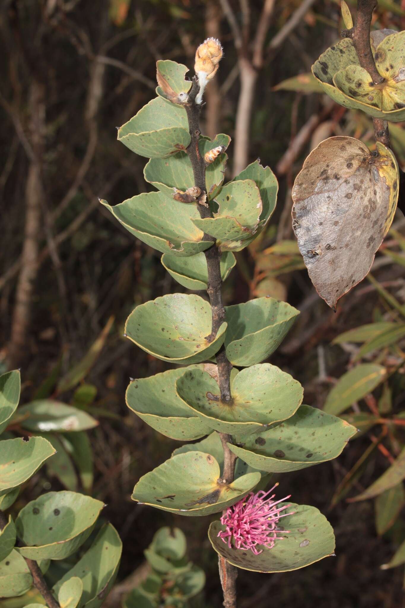 Image of Hakea cucullata R. Br.