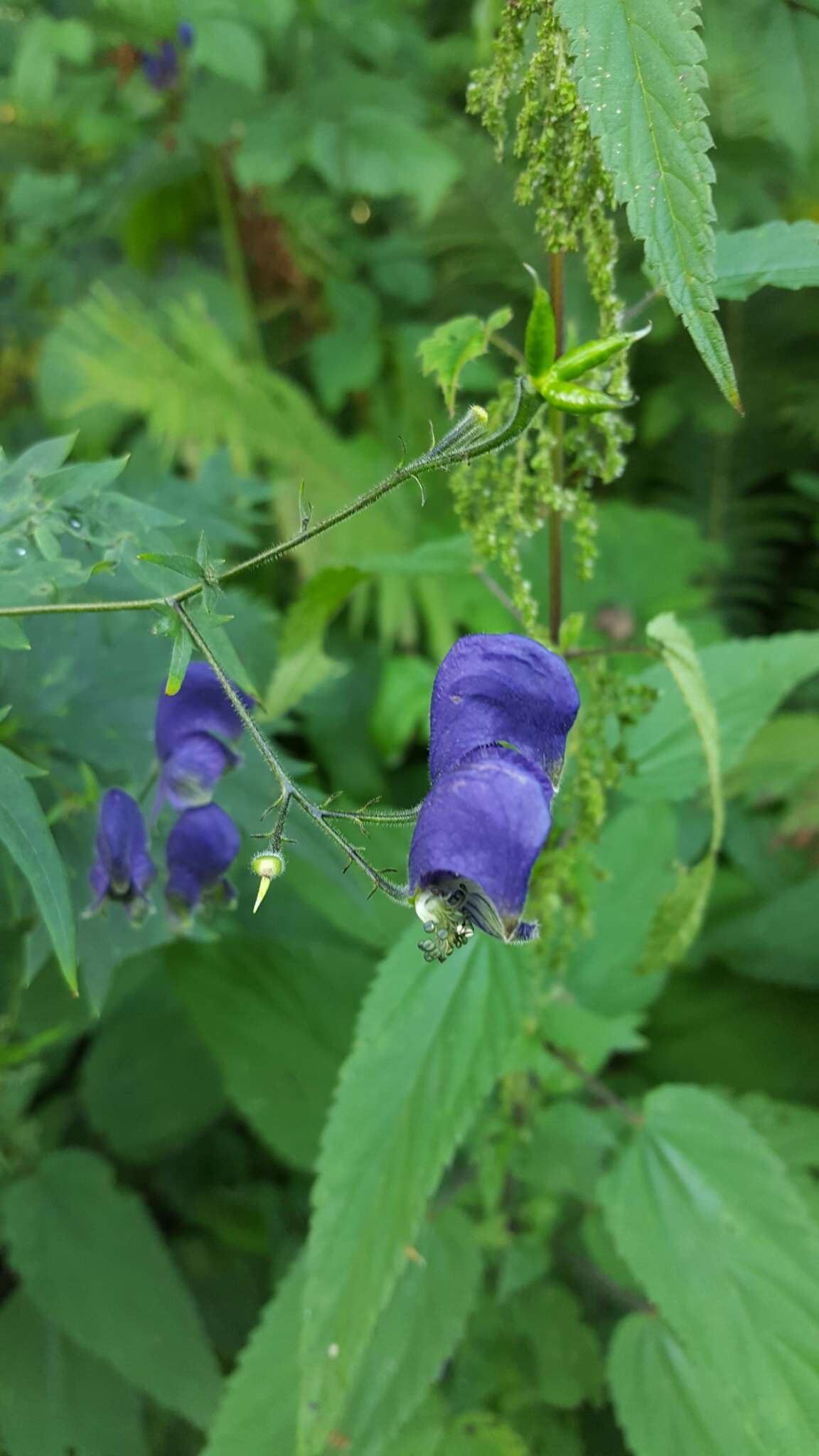 Слика од Aconitum nasutum Rchb.