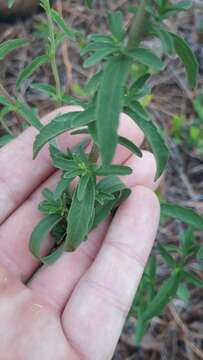 Eupatorium mohrii E. Greene的圖片