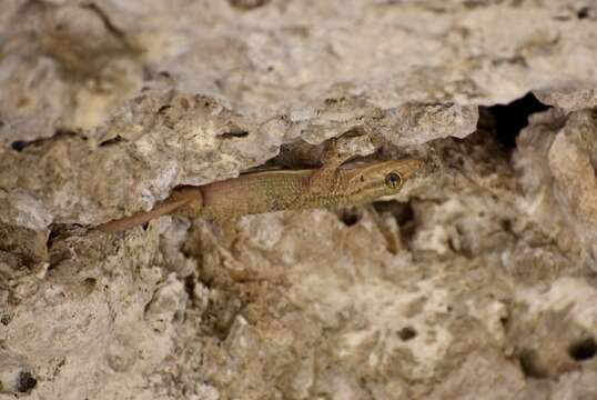 Image of American Wall Gecko