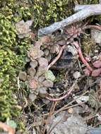 Image de Sedum glaucophyllum R. T. Clausen