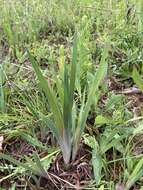 Image of dwarf violet iris