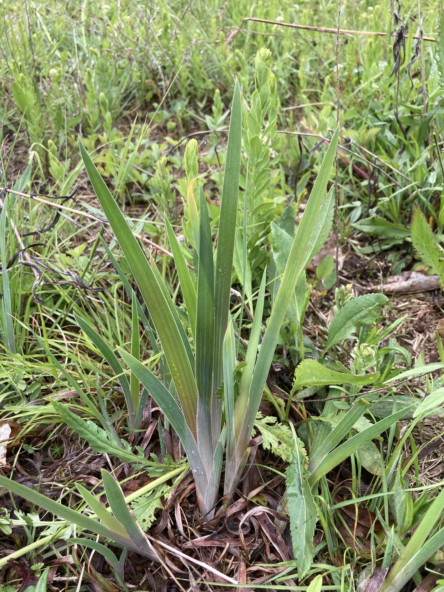 Sivun Iris verna var. smalliana Fernald ex M. E. Edwards kuva