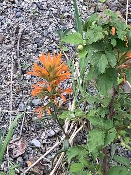 Image de Castilleja crista-galli Rydb.