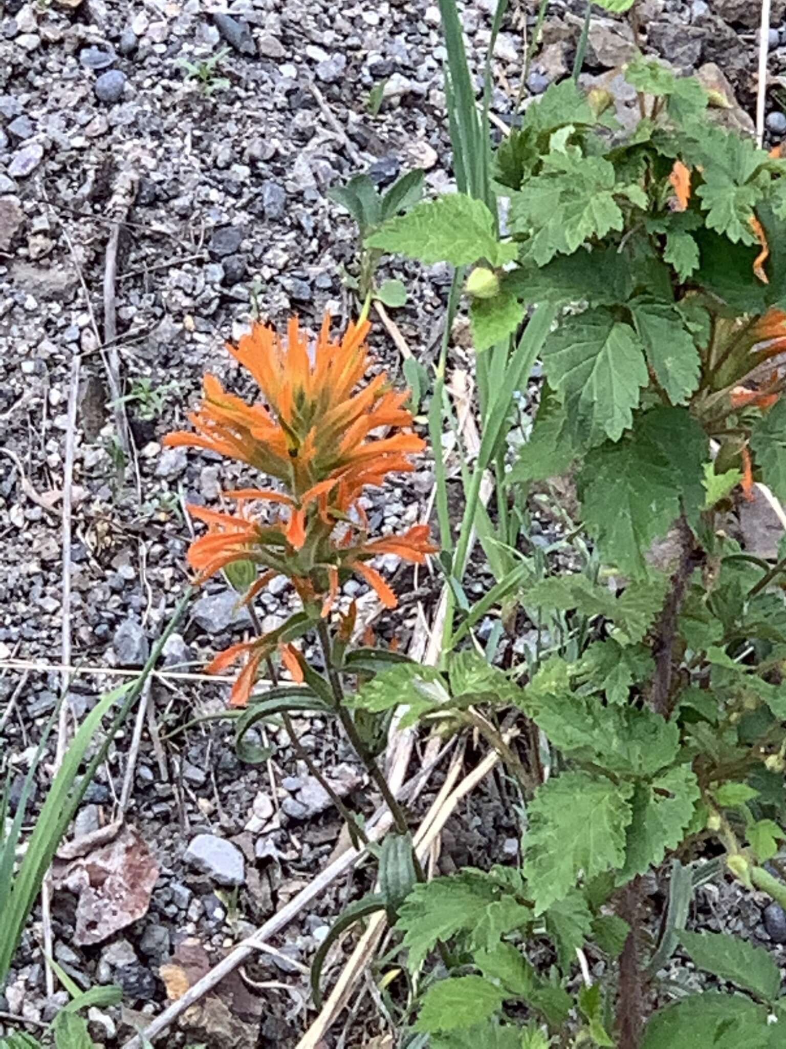 Image of mountainside Indian paintbrush