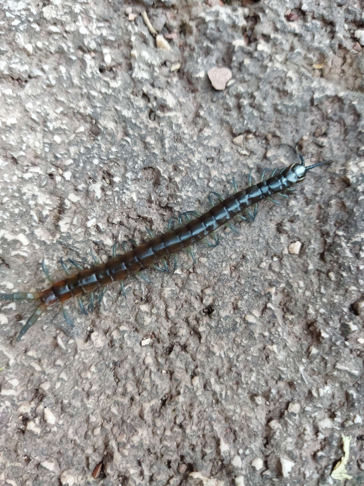 Imagem de Scolopendra dalmatica C. L. Koch 1847