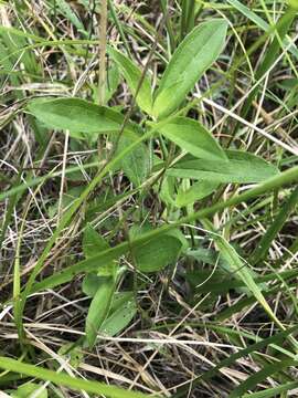 Image of Rudbeckia terranigrae