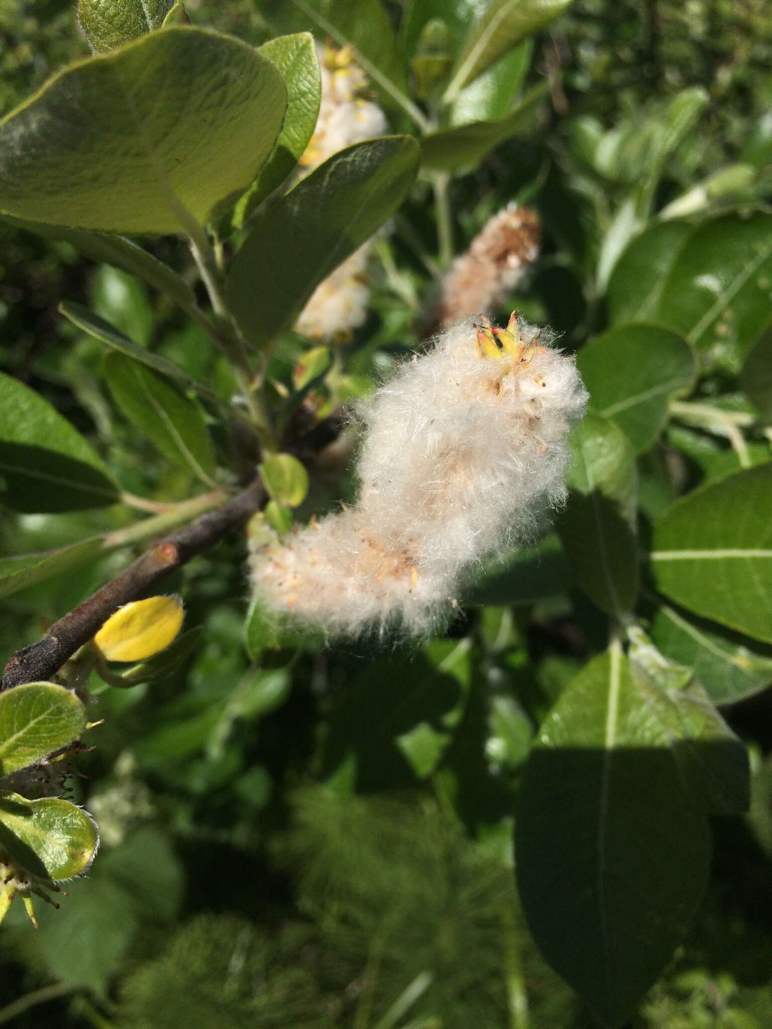 صورة Salix hookeriana Barratt