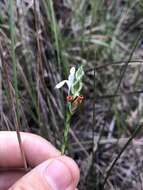 Elytraria caroliniensis (J. F. Gmel.) Pers. resmi