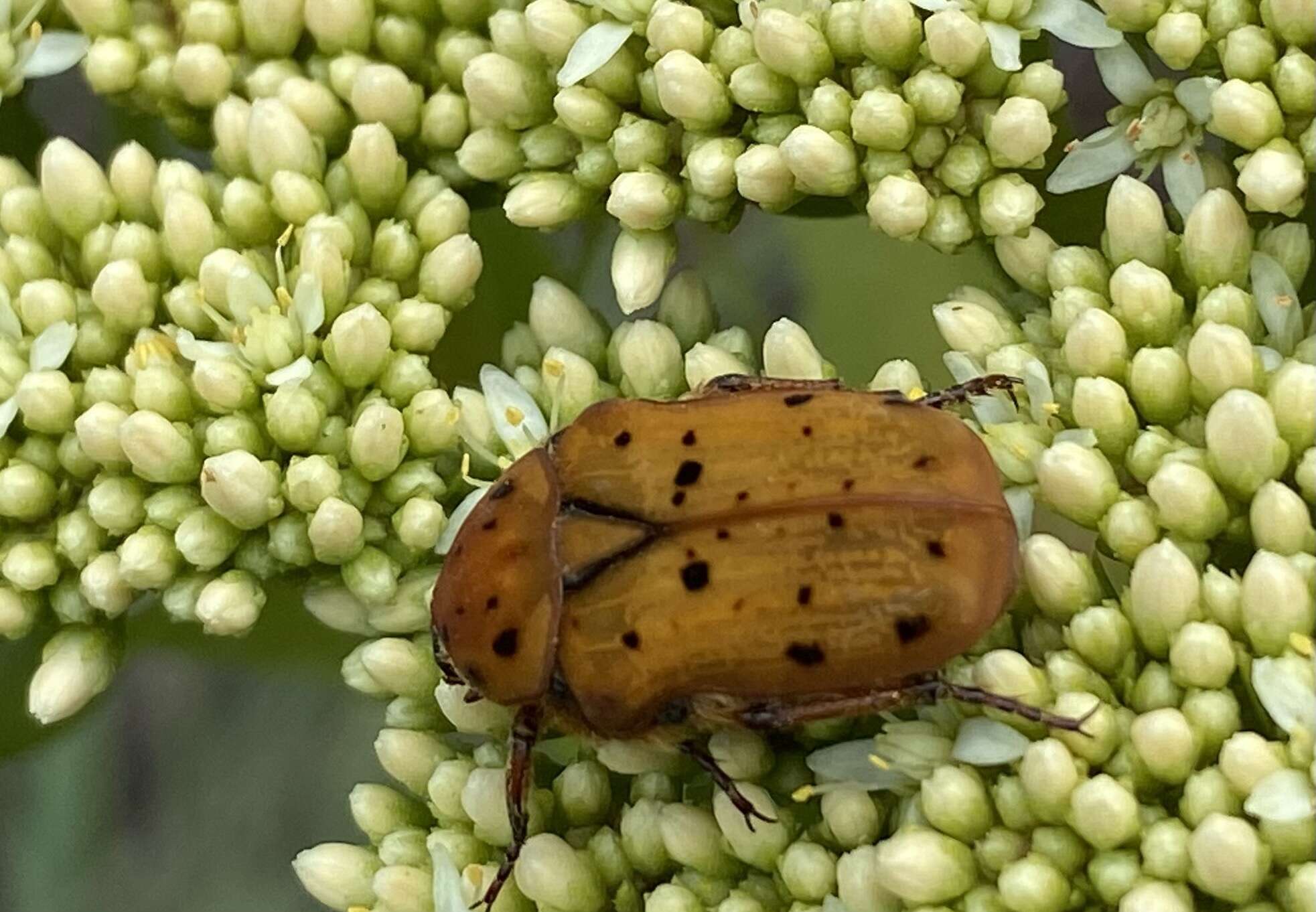 Image of Atrichelaphinis nigropunctulata (Péringuey 1896)