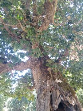 Image of Algerian Oak