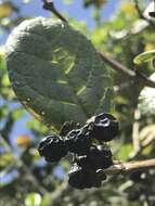 Image of Citharexylum sulcatum Moldenke