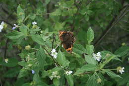 Sivun Junonia stemosa kuva